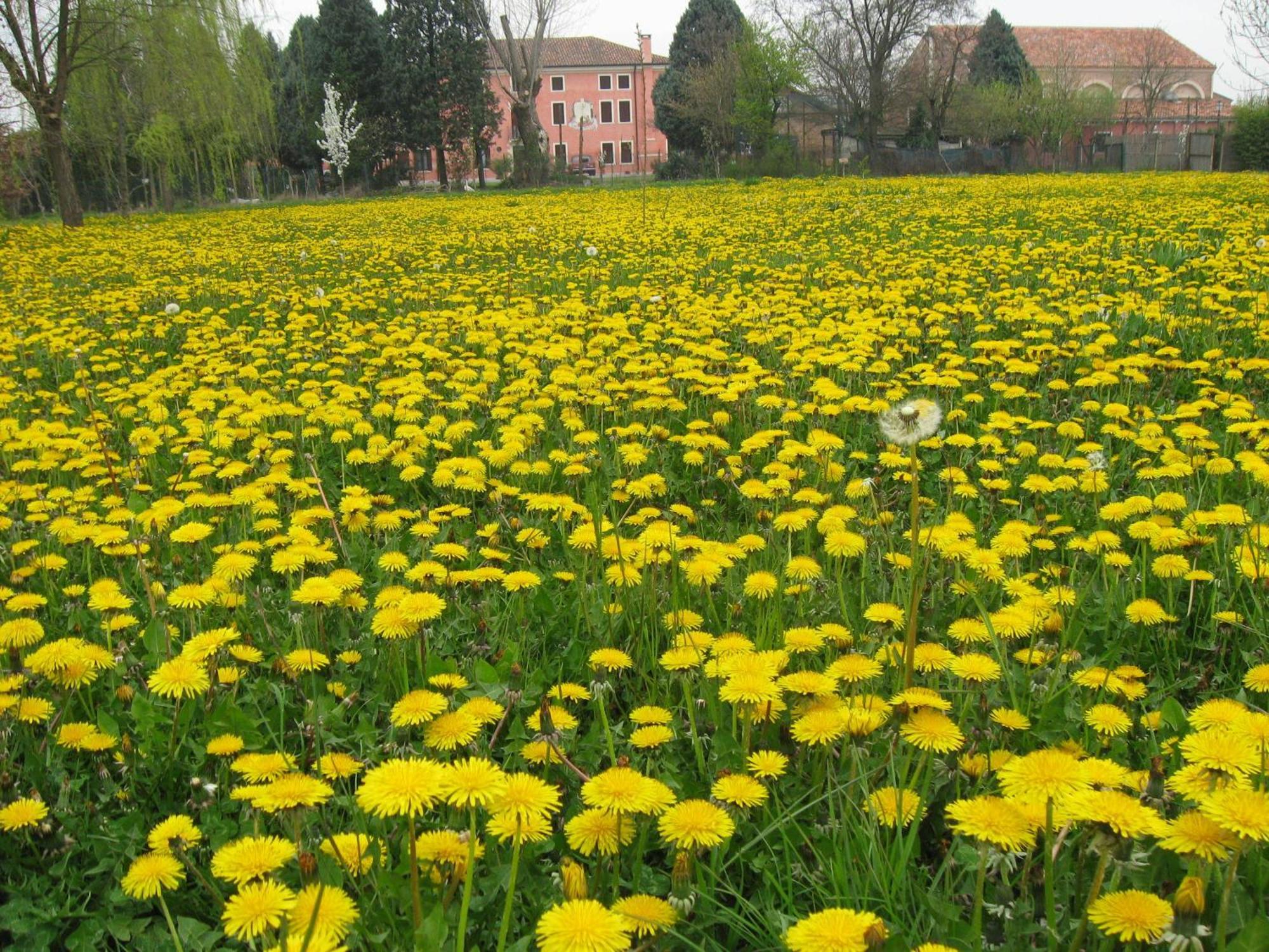 Bordeghina B&B In Farmhouse Pontecchio Polesine Eksteriør bilde